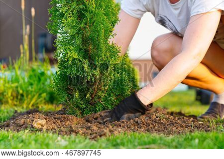 A Woman Hands Plants A Thuja, Planting A Coniferous Tree Thuja.