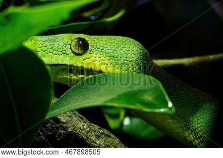 Green Tree Python Close-up On Tree Branch, Morelia Viridis.