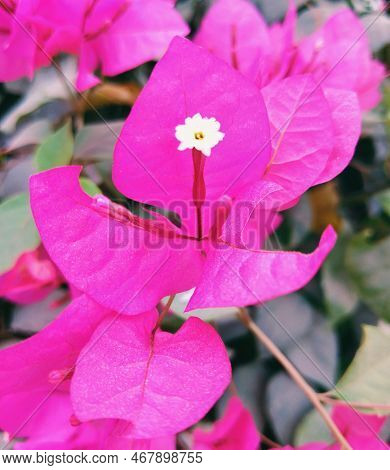 Bougainvillea Glabra Flower Paperflower Vera Pink Flowers Blossom Of A Natural Woody Vine Ornamental