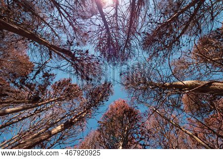 Beautifful View Of Red Pine Trees In Campos Do Jordao