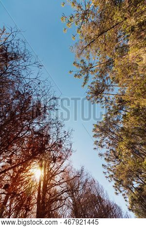 Beautifful View Of Araucaria Angustifolia Trees In Campos Do Jordao