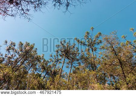 Beautifful View Of Araucaria Angustifolia Trees In Campos Do Jordao