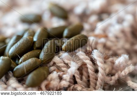Rodent Guinea Pig Granular Poop Pellets On Residential Carpet.