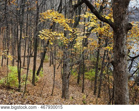 The Dupage River Valley Shed Its Autumn Coating Of Leaves, Hammel Woods Forest Preserve, Will County
