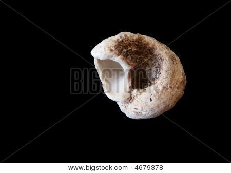 Pequeño caracol en negro