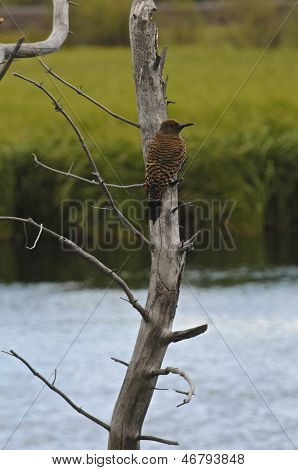 Nördlichen Flicker