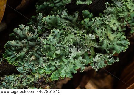 Lichen - Parmotrema Reticulatum Growing On Fallen Log