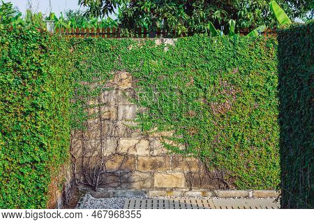 Climbing Fig Or Creeping Fig (ficus Pumila) The Ivy Plants Are Creeping Up On Concrete Wall In Garde