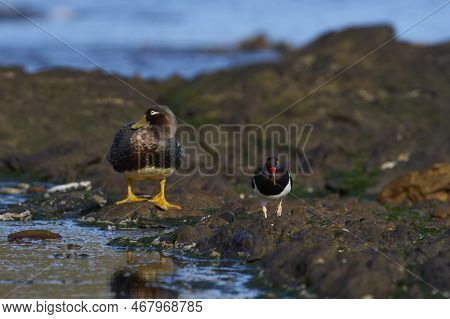 Magellanic Oystercatcher (haematopus Leucopodus) Searching For Food Along The Coast Of Carcass Islan