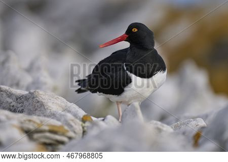 Magellanic Oystercatcher (haematopus Leucopodus) On The Coast Of Carcass Island In The Falkland Isla