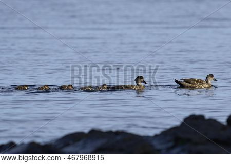 Crested Duck (lophonetta Specularioides Specularioides) With Recently Hatched Chicks Swimming Along 