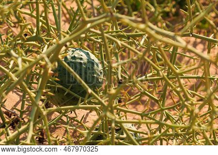 African Horned Cucumber, Kiwano. An Annual Vine In The Cucumber And Melon Family, Traditional Food P