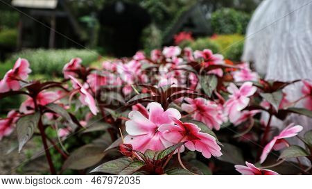 Beautiful Sunpatien Impatient Pink Flower Blooming At The Garden.