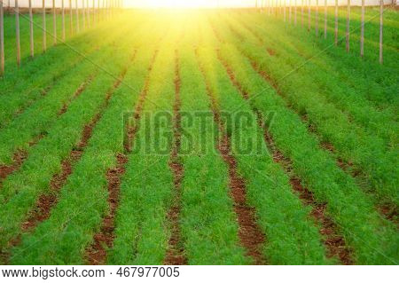 Rows Of Organically Grown Fresh Lettuce For The Food Industry. Agro-industrial Complex Of Plantation