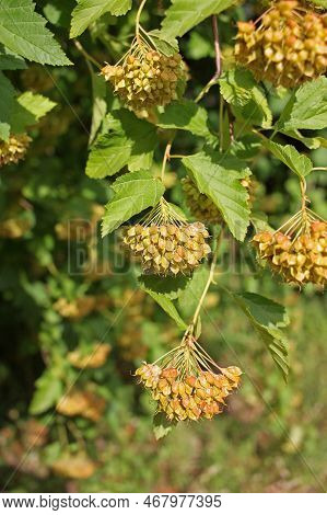 Physocarpus Opulifolius, Known As Common Ninebark, Eastern Ninebark, Atlantic Ninebark, Or Simply Ni