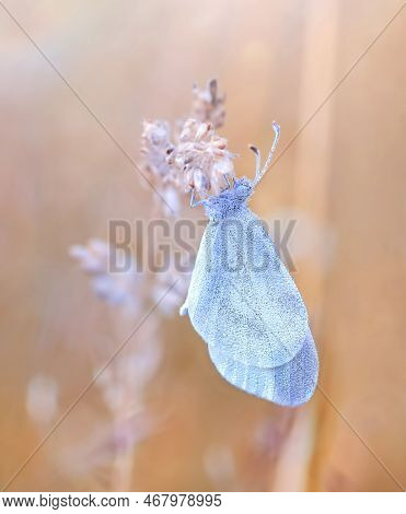 Macro Butterfly Leptidea Sinapis  On Field Grass. Butterfly In Dew