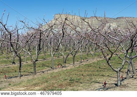 Peach Orchard On Orchard Mesa Above The Town Of Palisade, Colorado In The Grand Valley On The Wester