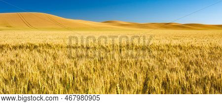 Beautiful Gold Wheat Fields Ready For Harvest In America