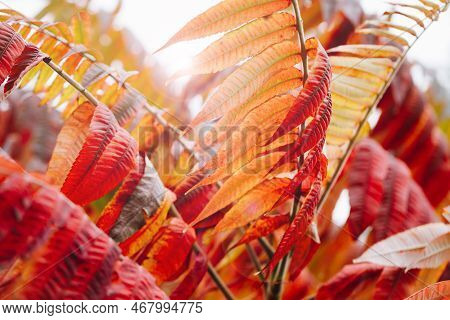 Vinegar Tree As A Colorful Scenic Autumn Background, Also Called Deer Butt Sumac Latin Name Rhus Typ