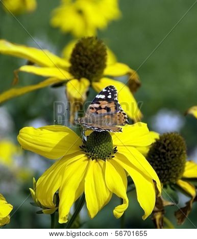Schmetterling auf gelbe Blume.