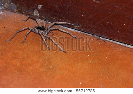 Large Wolf Spider