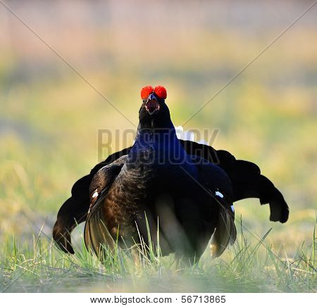 Portrait Of A Lekking Black Grouse