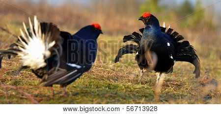 Two Lekking Black Grouses