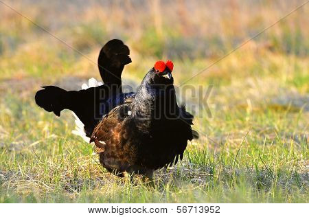 Portrait Of A Lekking Black Grouse