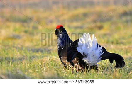 Portrait Of A Lekking Black Grouse