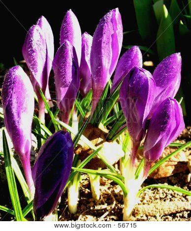 Fleur de printemps violet 5