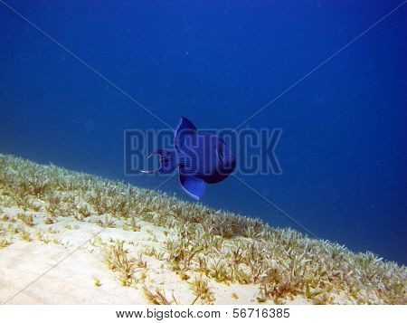 Blue triggerfish