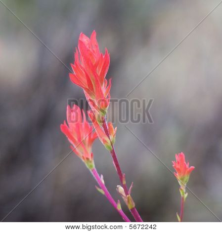 Indický Paintbrush