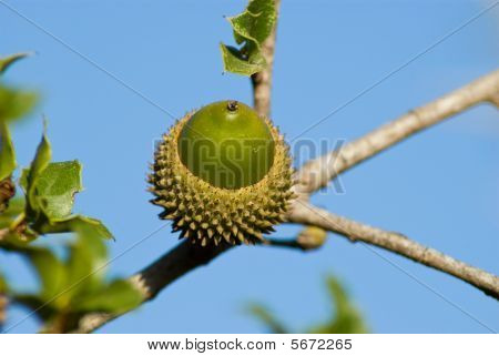 Acorn