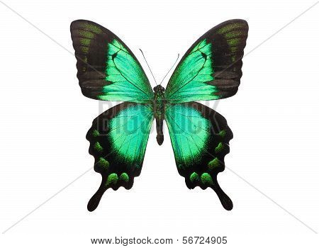 Butterfly Papilio Palinurus