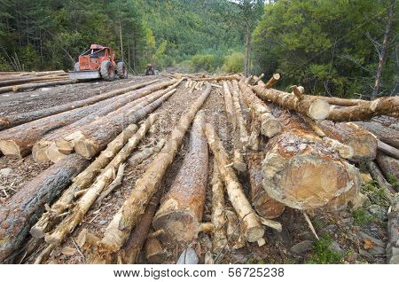 buldozer และ cutted กางเกงใน