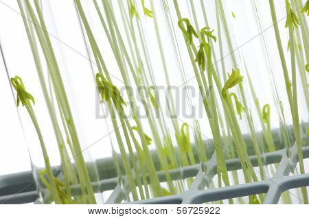 cultivo da sonda de alimentos GM