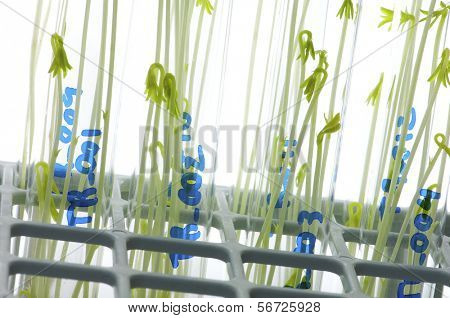 cultivo da sonda de alimentos GM
