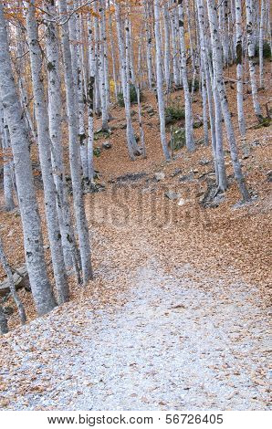 bir orman yolu sonbahar, Ordesa Milli Park, İspanya