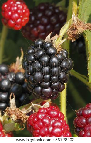 Blackberry (rubus Sectio Rubus)