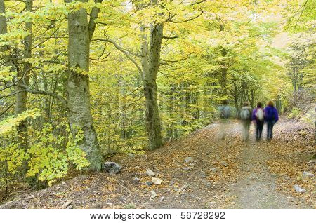 Turistika v bukový Les, přírodní park Moncayo, Zaragoza, Španělsko