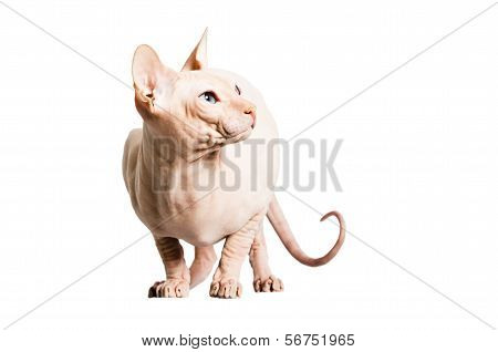 Don Sphinx (donsphinx) Cat. Isolated On White Background.