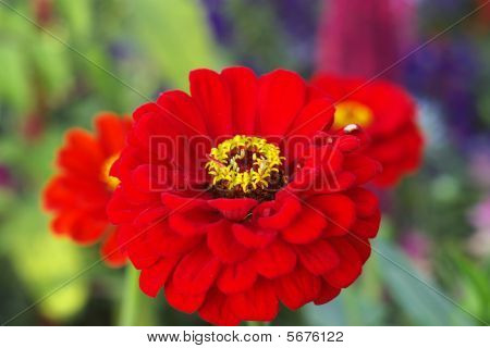 Červený dahlia
