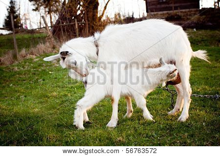Goat And Goatling