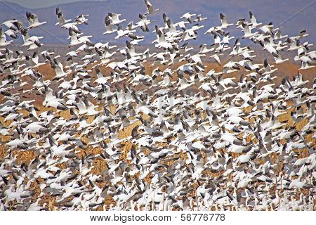 Snow Geese Blast off from cornfiel