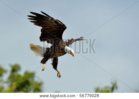 The Bald Eagle (Haliaeetus leucocephalus) flying outdoor