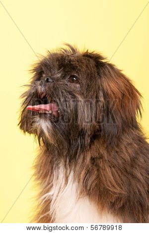 Portrait Lhasa apso in front of yellow background
