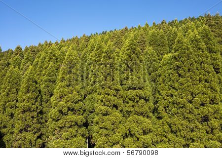 Conifer forest hill