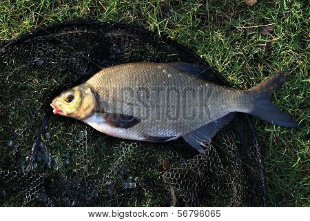 Large Bream.