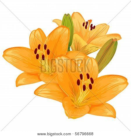 Vector Lilies.
