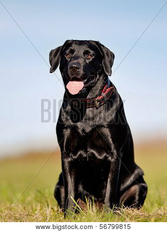 Sitting Black Labrador